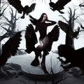 Night Owl Collection